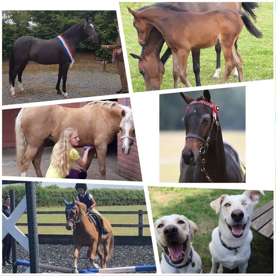 Andrea's Horses and Dogs LOVE Hack Up Bespoke!