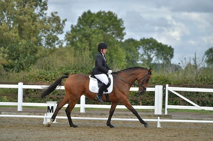 Star Can Get Through A Dressage Test With Shaking Of The Head