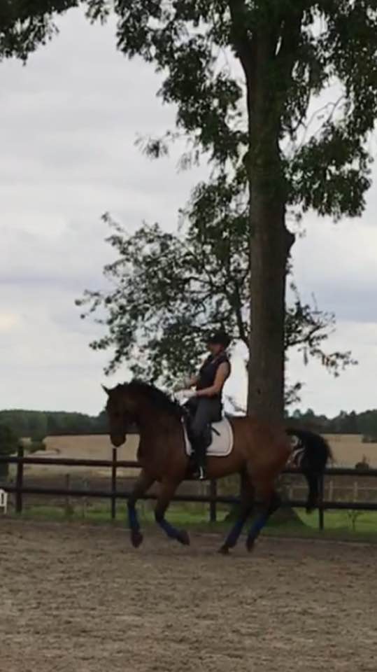 KXM                               Change rein working canter  Between X and M        Working trot