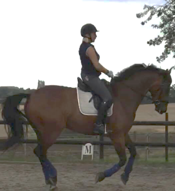 C Working canter right 20m circle, MBF Working canter, F Working trot