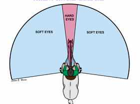 Using \'Soft Eyes\' is a technique that will undoubtedly improve your riding AND your marks!!
